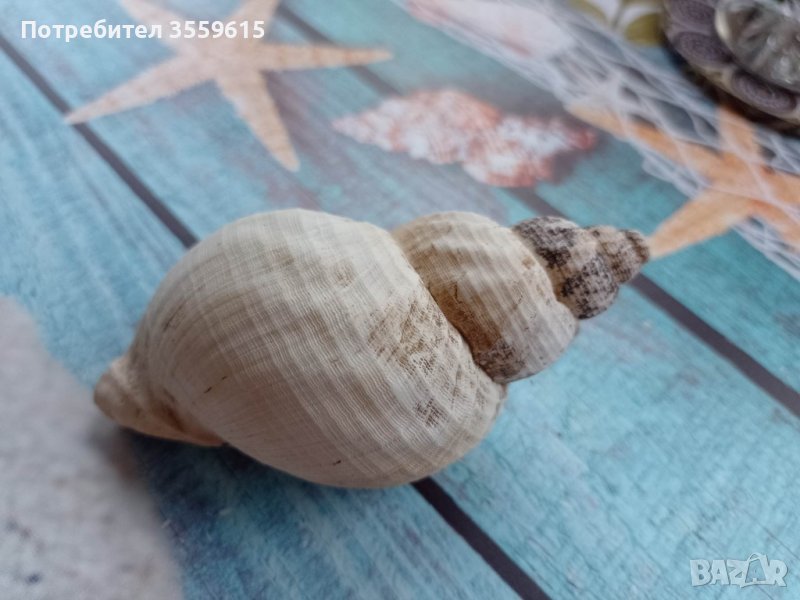 морска раковина от остров Мадейра, снимка 1
