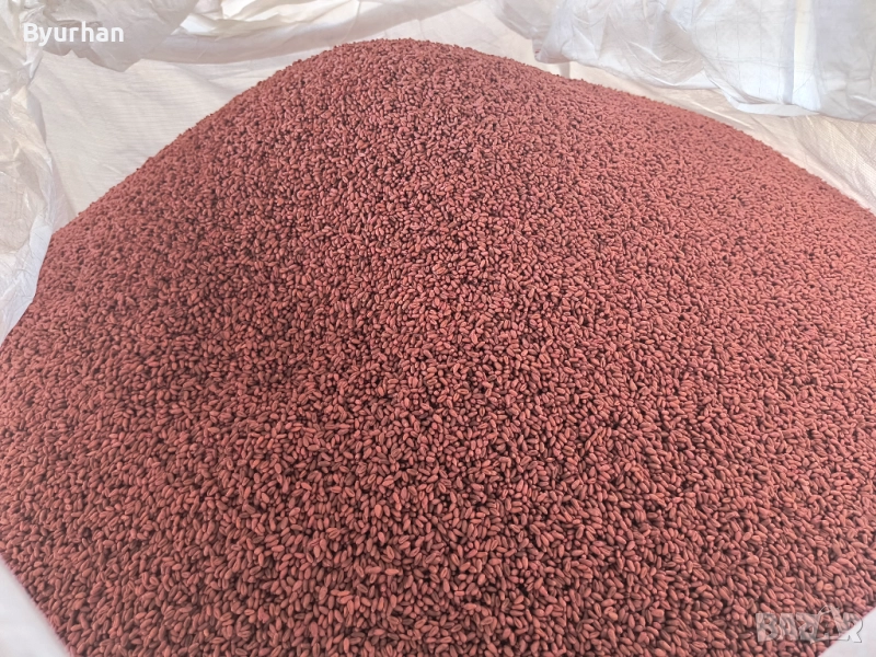 Семена пшеница Авеню С1; Астерион С1, снимка 1