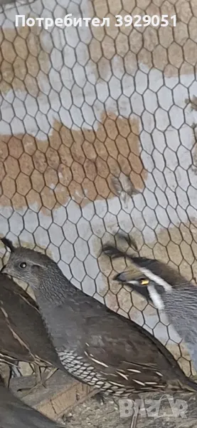 продавам пътпъдъци, снимка 1