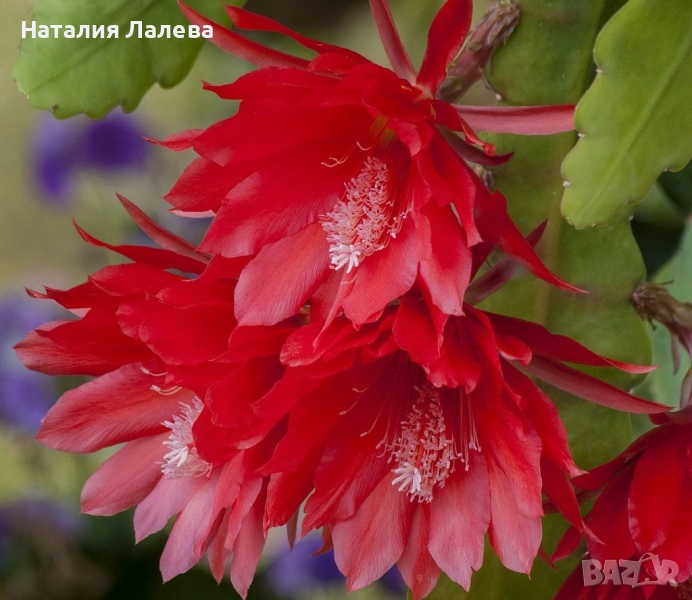 Епифилумът , Epiphyllum, снимка 1