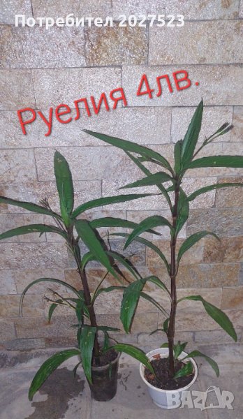 Руелия , снимка 1