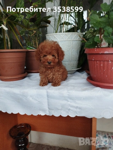 Мини Пуделчета.