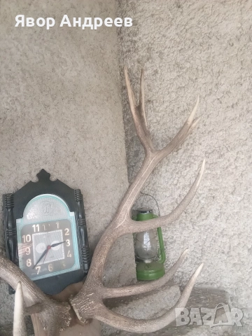 еленови рога, снимка 4 - Антикварни и старинни предмети - 52859167