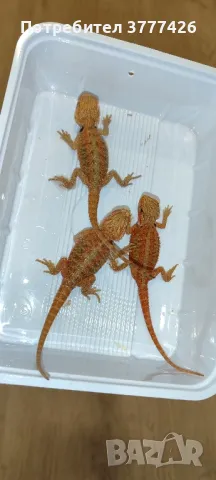 Червена Брадата Агама / Red Pogona vitticeps, снимка 4 - Други - 42659507