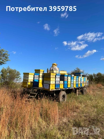 Пчелни отводки (Малки пчелни семейства)