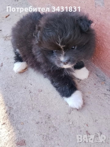 Померани на два месеца.Ваксинирани!Търсят новите си стопани,да ги гледат и обичат!, снимка 3 - Померан - 52158026