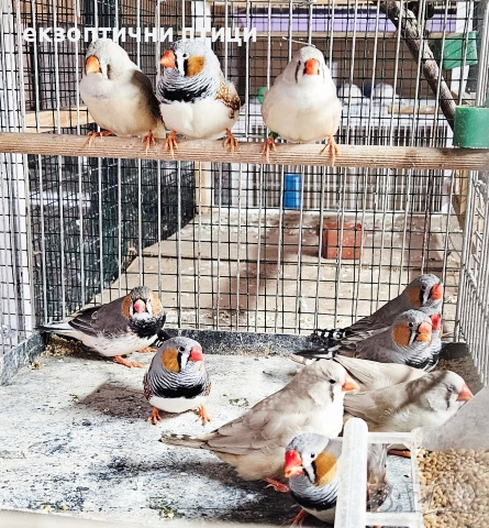 Джъмбо Амадини - Продавам, снимка 6 - Амадини - 52865990