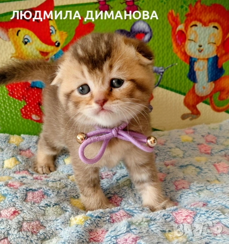 Шотландско мъжко Златна чинчили 