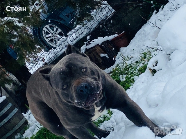 Кане Корсо мъжки за разплод