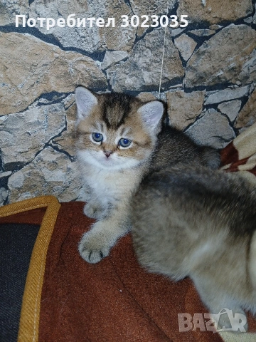 британска чинчила с родословие 600лв , снимка 4 - Британска късокосместа - 53013627