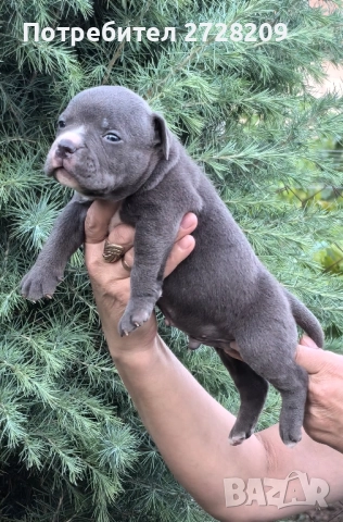 Американско Були Покет/ American Bully Pocket, снимка 6 - Питбул - 51488455