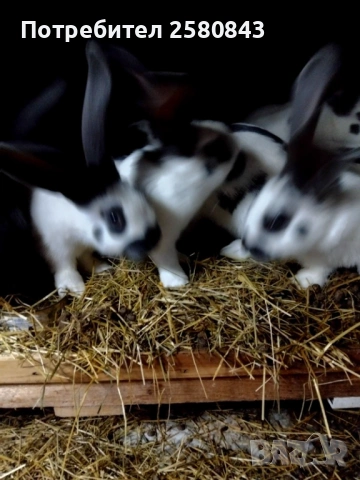 Продавам зайци  Пеперуди