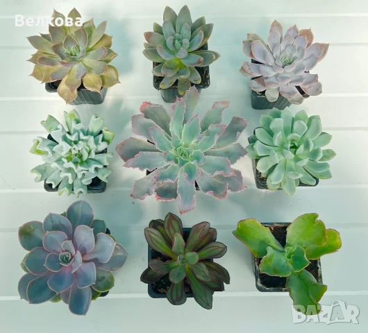 Сукуленти - микс , снимка 1