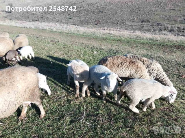  Агнета , снимка 2 - Овце - 43637697