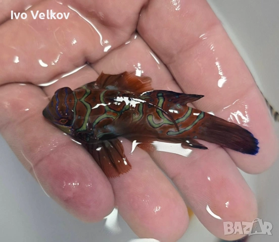 Pterosynchiropus splendidus!