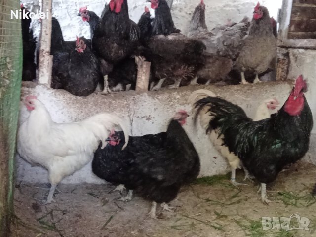 Разплодни яйца и пиленца от Легхорн, Легбар, Австралорп черен, син, Бял , снимка 13 - Кокошки и пуйки - 43887227