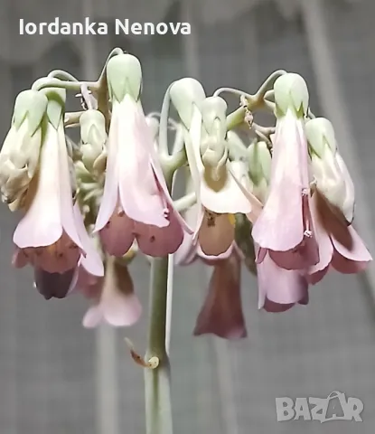 Каланхое лечебно, снимка 2 - Стайни растения - 38181583