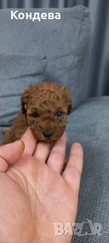  Пуделче/пудели, снимка 4 - Пудели - 40955310