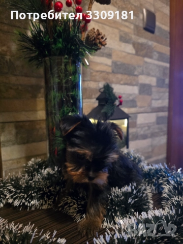 Йоркширски териер , снимка 4 - Йоркширски териер - 52865261