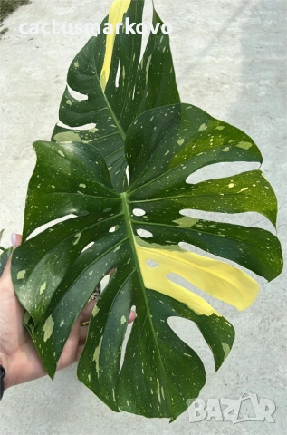 Monstera Thai Constellation, снимка 3 - Стайни растения - 51842638