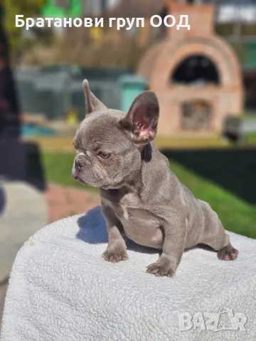 Френски булдог , снимка 5 - Френски булдог - 49411619