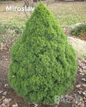 Мини Смърч Коника (Picea glauca Conica), снимка 2 - Градински цветя и растения - 28015255
