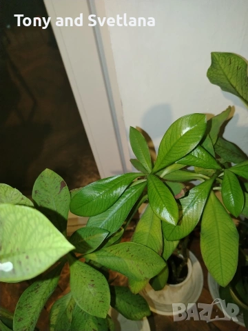 Каучуково дърво (Euphorbia Synadenium grantii)