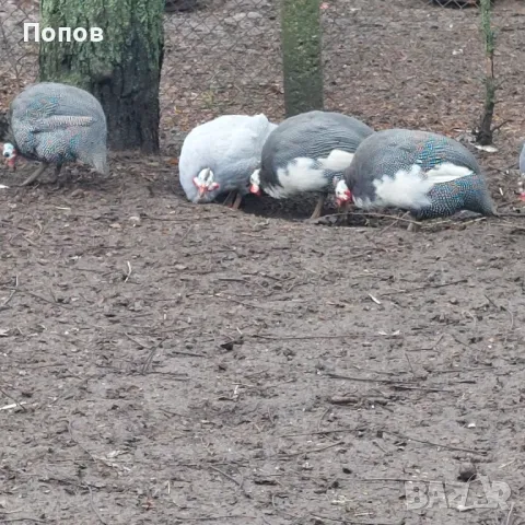 Продавам токачки, снимка 12 - други­ - 48205893