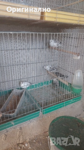 Шарени Диамантени гугутки , снимка 2 - други­ - 52423878