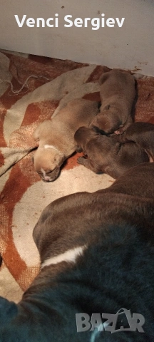 американско були покет, снимка 5 - Питбул - 53598296