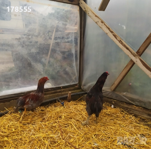 Петли Американска Аракуана!, снимка 4 - Кокошки и пуйки - 51944647