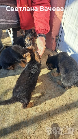 Чистокръвни немски овчарки, снимка 3 - Немска овчарка - 53134028