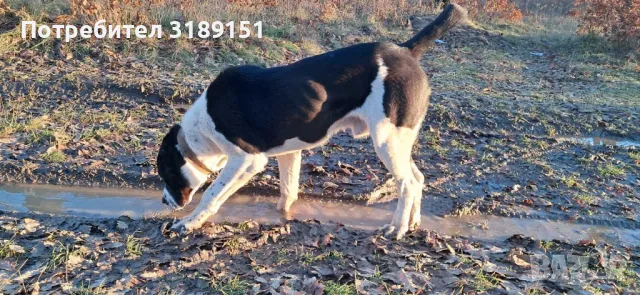 Продавам САО Алабай, снимка 1