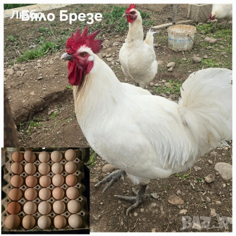 Оплодени яйца Брезе, Австралорп, Черен мед Маран и Крем Легбар, снимка 4 - За птици - 53035367