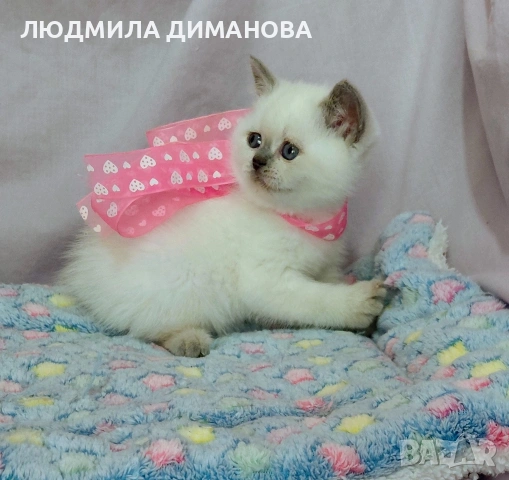 Шотландско мъжко със сини очи , снимка 5 - Други - 53207991