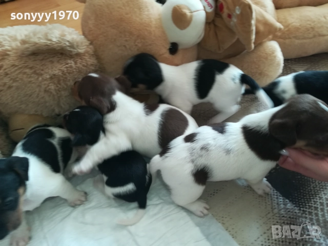 джак ръсел-видин 250лв за кутре 1709251750, снимка 2 - Джак ръсел териер - 51747736