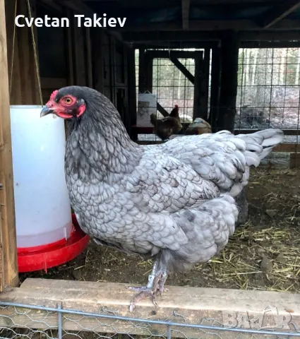 Яйца от Олив Егер , снимка 3 - Кокошки и пуйки - 49225743