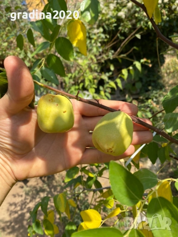 Хинап - финап  Гигански , снимка 10 - Градински цветя и растения - 31773550