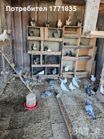 продавам гълъби на куп, снимка 2 - Гълъби - 49424583