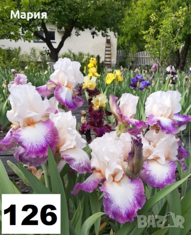 Сортови вискоки ириси /брадати ириси, снимка 10 - Сортови семена и луковици - 46410628