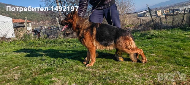 Сръбско мъжко куче немска овчарка за разплод със всички документи., снимка 3 - Немска овчарка - 52792331