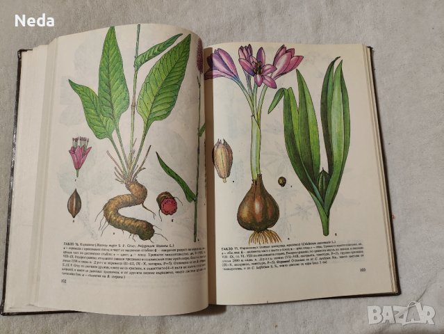 Атлас на лечебните растения в България , снимка 5 - Енциклопедии, справочници - 43828187