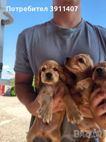 Продавам кокер шпаньоли, снимка 1