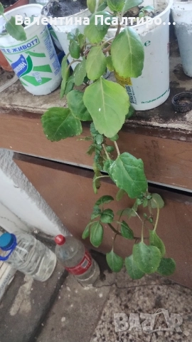 Плектрантус 