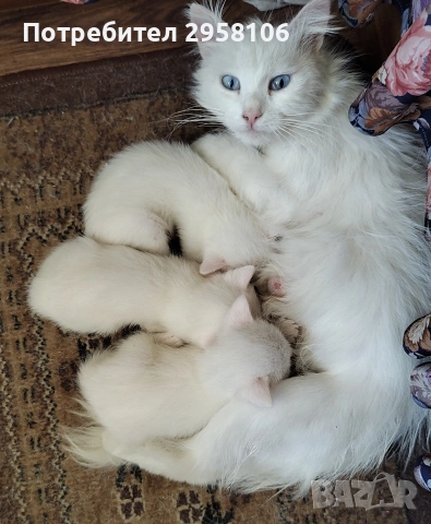бяло мъжко коте, сини очи, 5 мес., снимка 10 - Британска късокосместа - 53197414