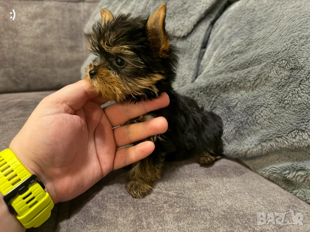 Мини Йоркширски териер Актуално от 30.1.2026, снимка 2 - Йоркширски териер - 53277514