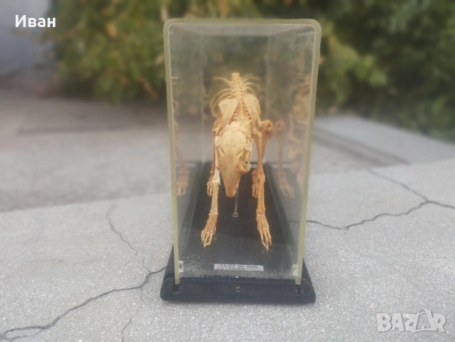 Соц Скелет на заек , снимка 3 - Колекции - 51686534