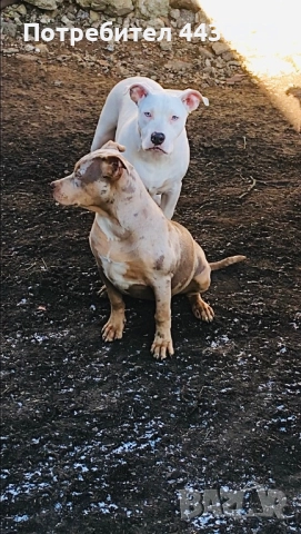 Американско були XL, снимка 2 - Други - 52951113