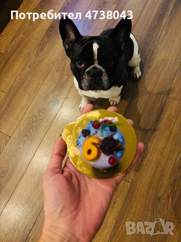 Мъжки френски булдог за разплод