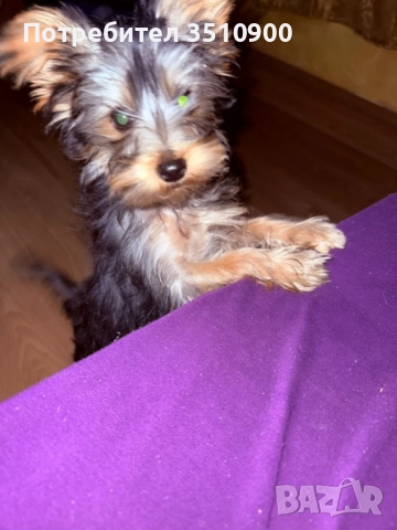 йоркширски териер, снимка 1